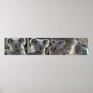 Affiche Adoptez un koala d'Australie