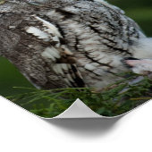 Affiche adorable de la Chouette à cris (Coin)