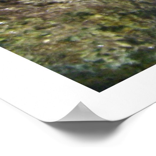 Affiche africaine Cichlids (Coin)