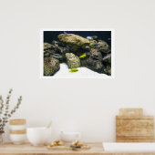 Affiche africaine Cichlids (Cuisine)