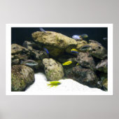 Affiche africaine Cichlids (Devant)