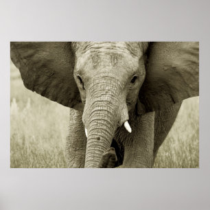 Affiche africaine Elephant, photo