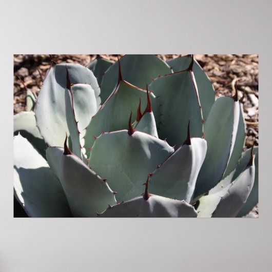 Affiche Agave parryi (Devant)