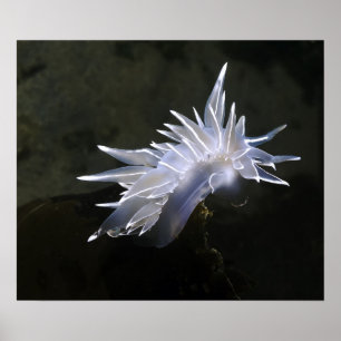 Affiche Alabaster Nudibranch