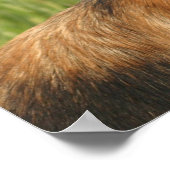 affiche allemande Shepherd Dog (Coin)