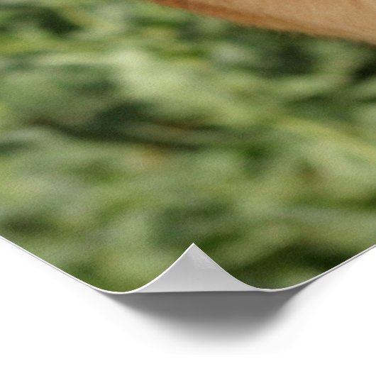 affiche allemande Shepherd Dog (Coin)