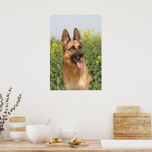 affiche allemande Shepherd Dog (Cuisine)