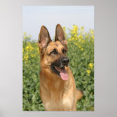 affiche allemande Shepherd Dog (Devant)