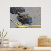 Affiche Alli le Gator (Cuisine)
