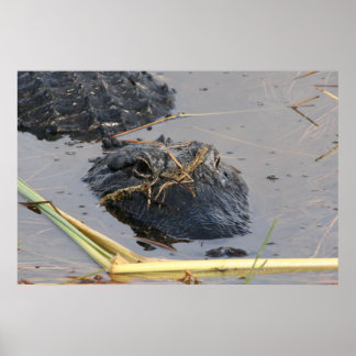 Affiche Alli le Gator