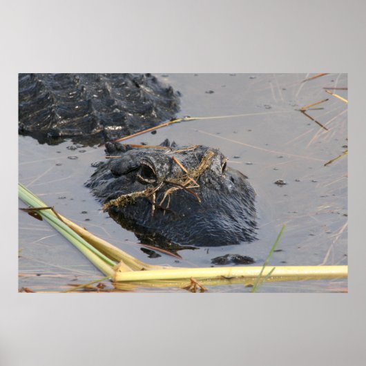 Affiche Alli le Gator (Devant)