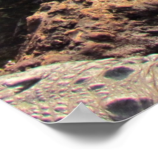 Affiche Alligator (Coin)