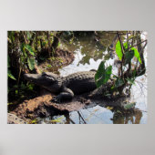 Affiche Alligator (Devant)