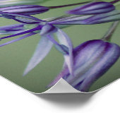 Affiche Allium (Coin)