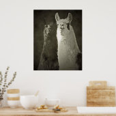 affiche alpacas (Cuisine)