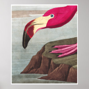 Affiche américaine de Flamant rose d'Audobon de