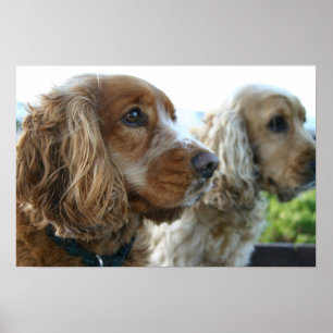 Affiche anglaise de chien de cocker
