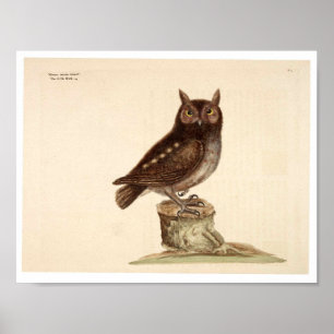 Affiche animale vintage - hibou