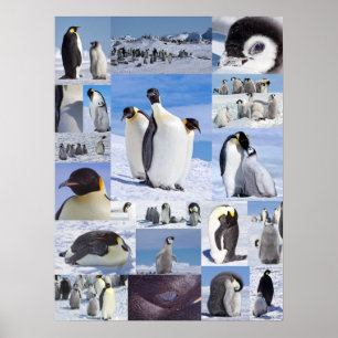 Affiche antarctique de collage de pingouin