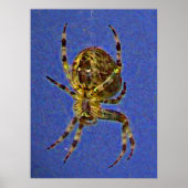 Affiche araignée orbitale (Devant)