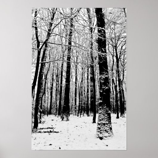 Affiche Arbres noirs et blancs en hiver  (Devant)