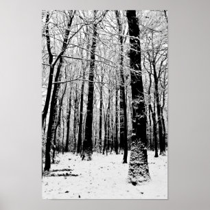 Affiche Arbres noirs et blancs en hiver
