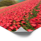 Affiche arc-en-ciel, tulipes et moulin à vent (Coin)