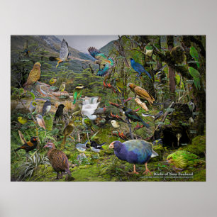 Affiche artistique Birds of New Zealand