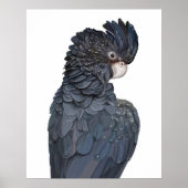 Affiche australienne de Cockatoo Noir à queue roug (Devant)