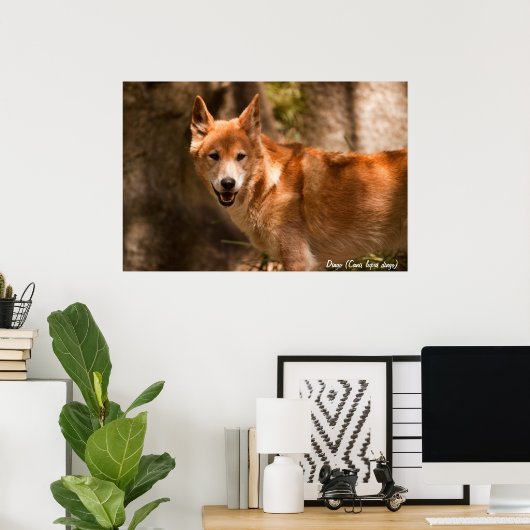 Affiche australienne de dingo (Bureau à domicile)