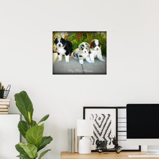 Affiche australienne des chiots (Bureau à domicile)