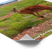 Affiche australienne Red Kangaroo (Coin)