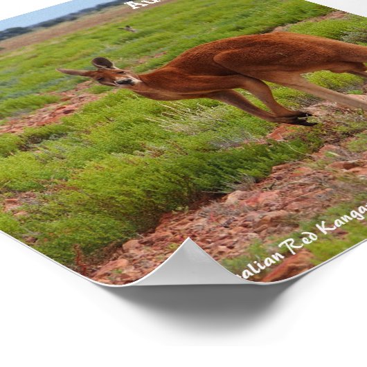 Affiche australienne Red Kangaroo (Coin)