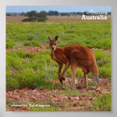 Affiche australienne Red Kangaroo (Devant)