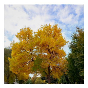 affiche AUTUMNS MELLOW YELLOW