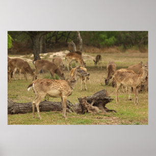 Affiche aveugle de cerfs communs