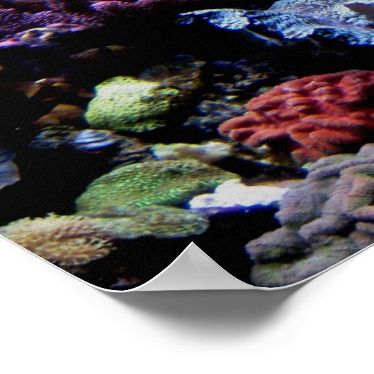 affiche - barrière de corail (Coin)