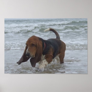 Affiche Basset Hound au bord de la mer