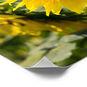 Affiche - Beau champ de tournesols (Coin)