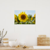 Affiche - Beau champ de tournesols (Cuisine)