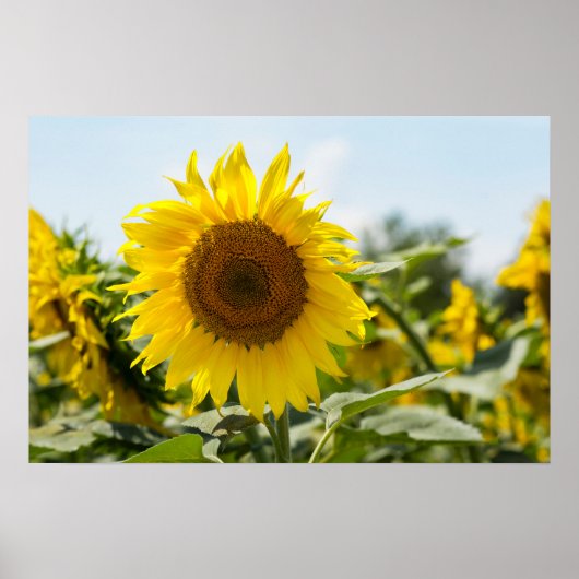 Affiche - Beau champ de tournesols (Devant)