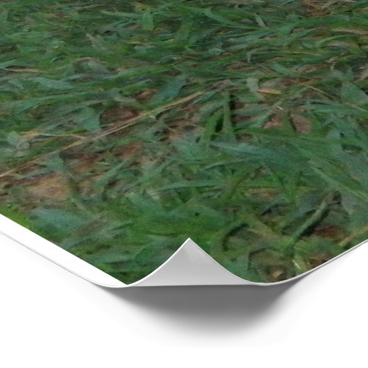 Affiche berger allemande (Coin)