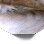 Affiche berger allemande (Coin)