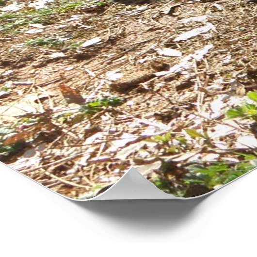 Affiche berger allemande (Coin)