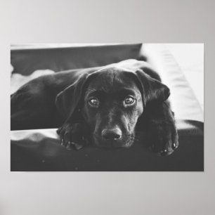 affiche Black Labrador