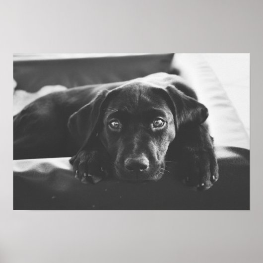 affiche Black Labrador (Devant)