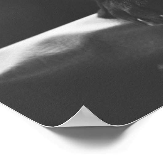 affiche Black Labrador (Coin)