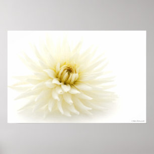 Affiche blanche de dahlia