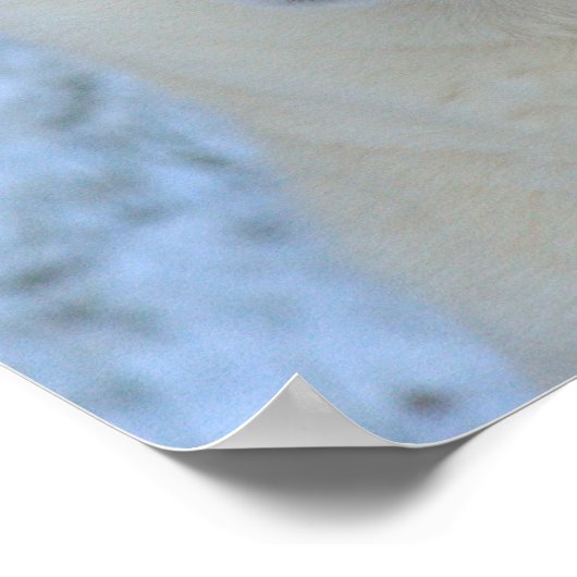 Affiche blanche de Husky Sibérien (Coin)