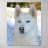 Affiche blanche de Husky Sibérien (Devant)